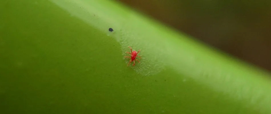 Tiny chigger in Brooklyn, OH, on a plant stem.