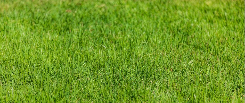 Vibrant, green grass in Cleveland, OH.